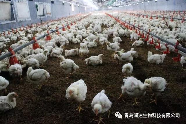 肉鸡是激素催生的？尚有多同党多条腿的变异鸡？真相在这里