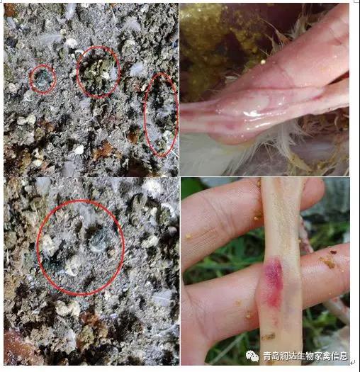 起源诊断：非典范新城疫。