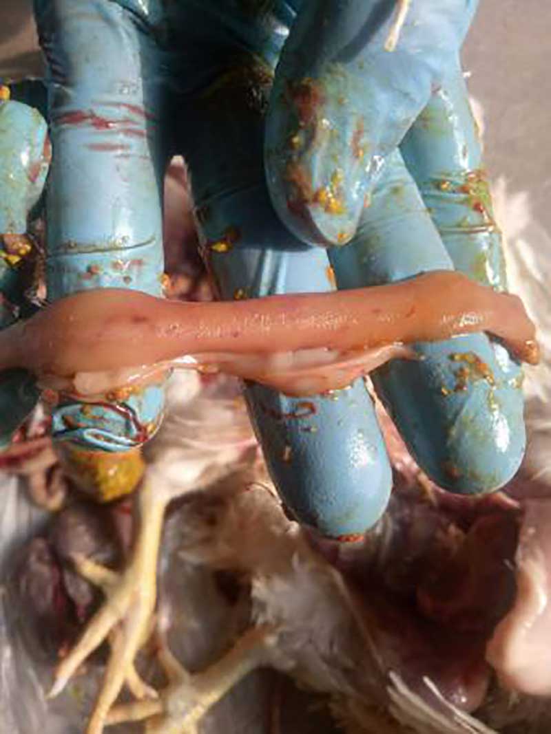 夏日鸡群受凉伤风，死淘一连不减，怎样解决？