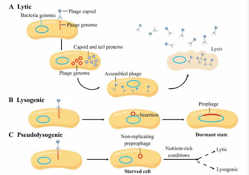怎样有用治疗对虾养殖中的细菌性疾？